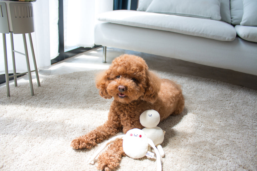 Designer Dog Toys: A Guide to Engaging Play Objects For Dogs and Pups