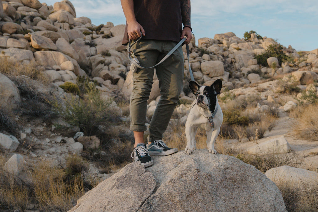 How Can the Right Dog Harness Help Prevent Neck Injuries in Active Dogs?